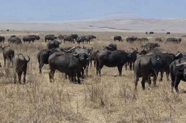 52 - Tanzania - Bufalos africanos - crater del Ngorongoro